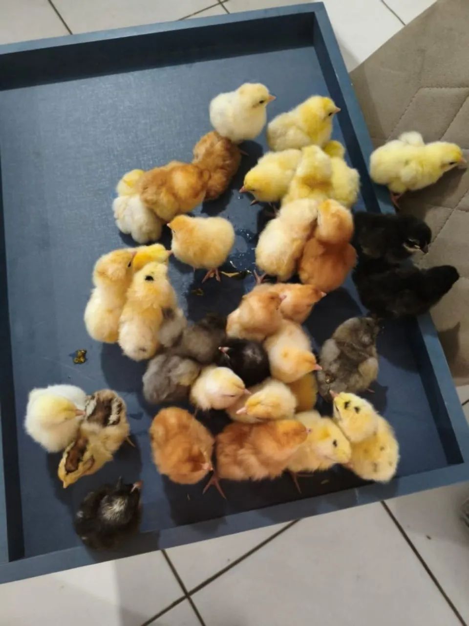 Pintinhos caipirao com isabrow - Foto 2