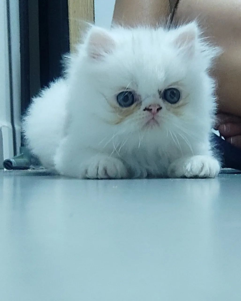 Gatos Persas Machos - Foto 2