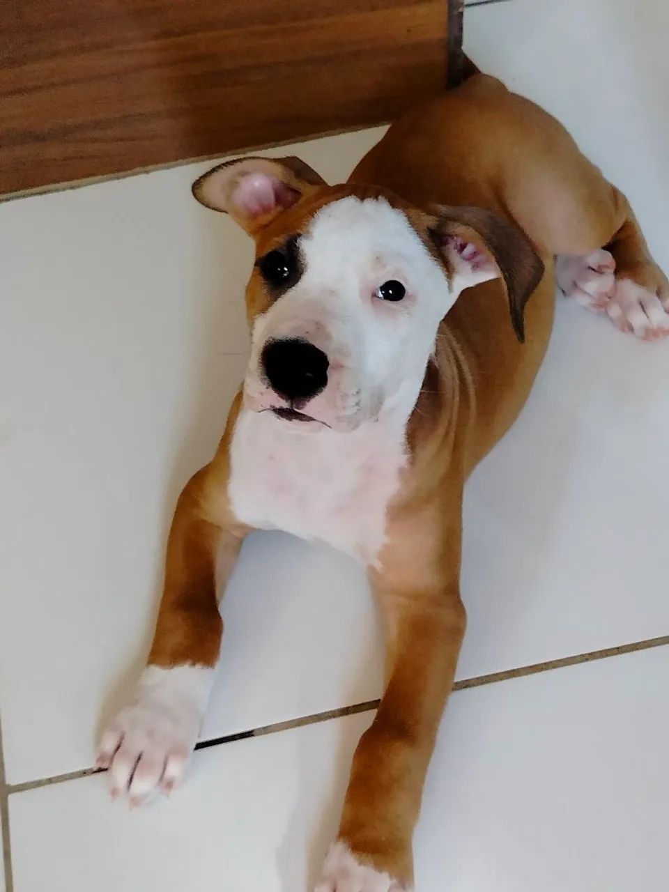Pit Bull macho com 2 meses 