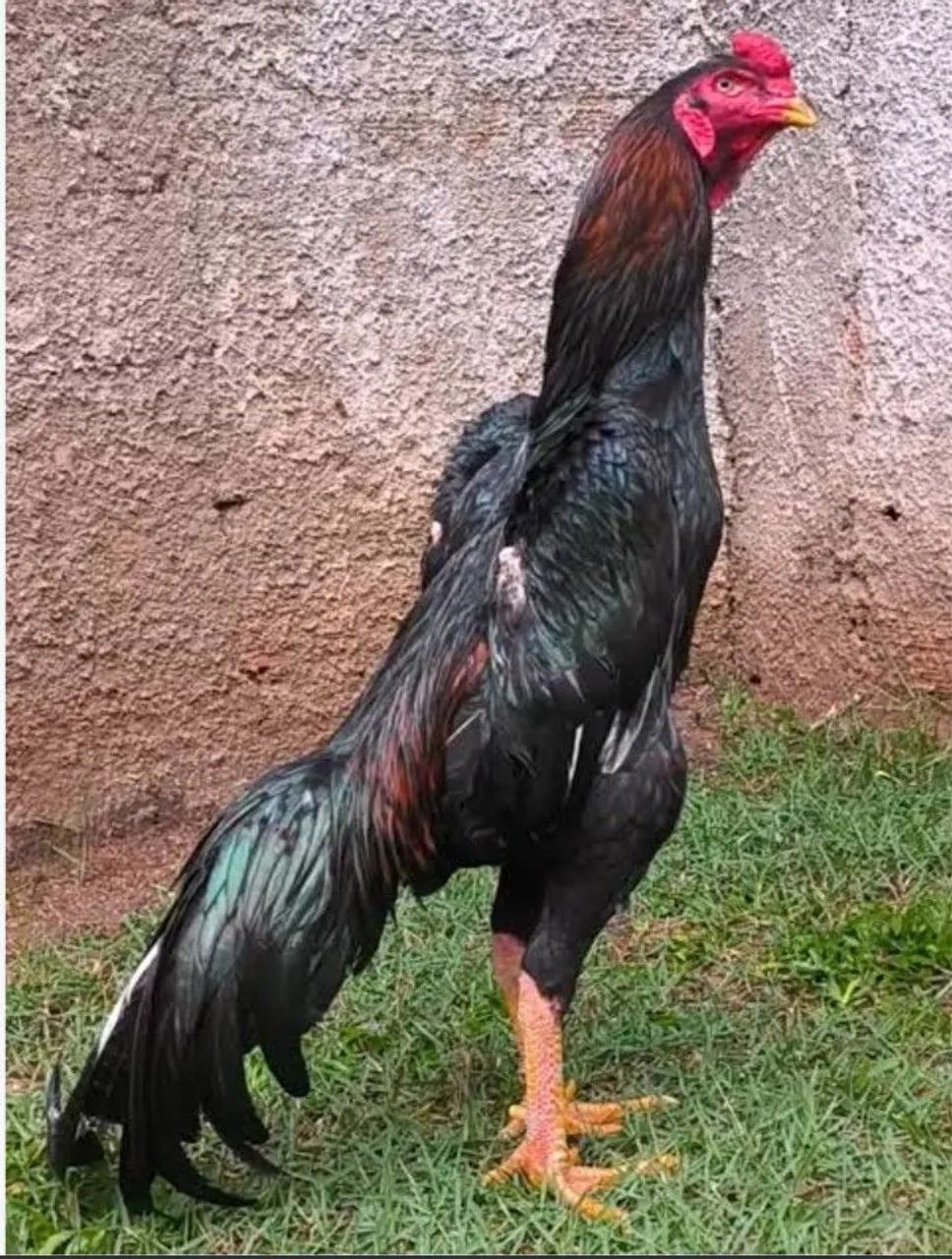 Frangos de Raça  - Foto 2