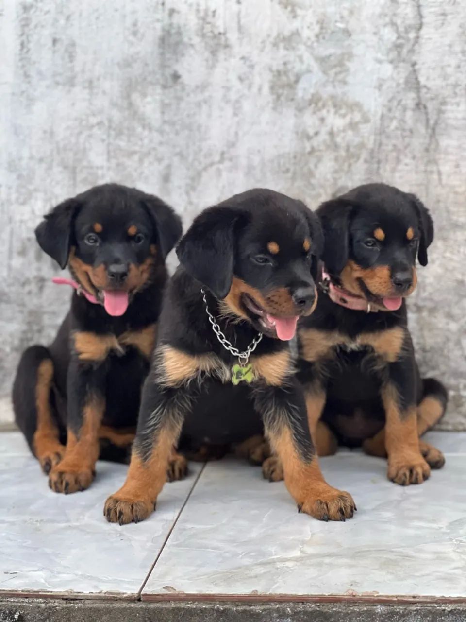 Cachorro - Foto 2