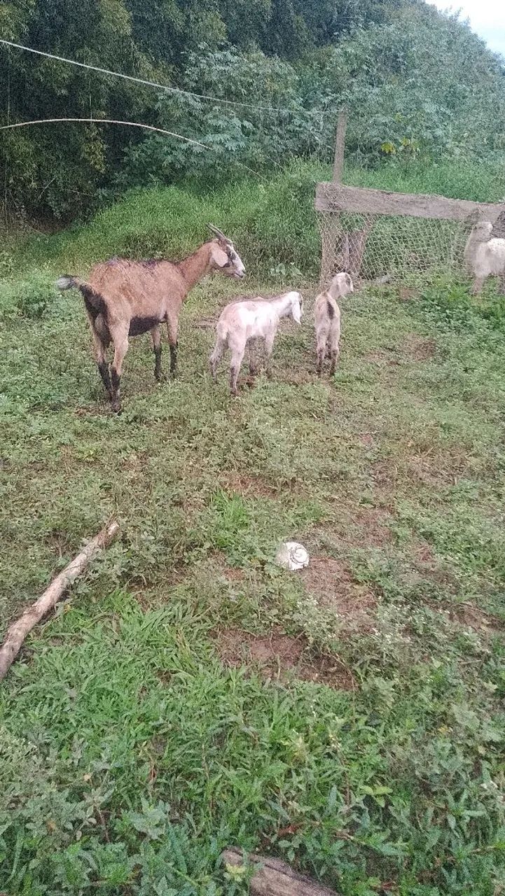 Cabra parida - Foto 4