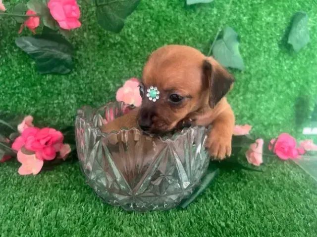 salsichinha x pinscher  - Foto 2