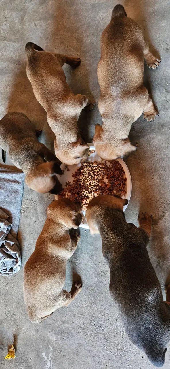 Filhotes de Salsicha - Foto 4