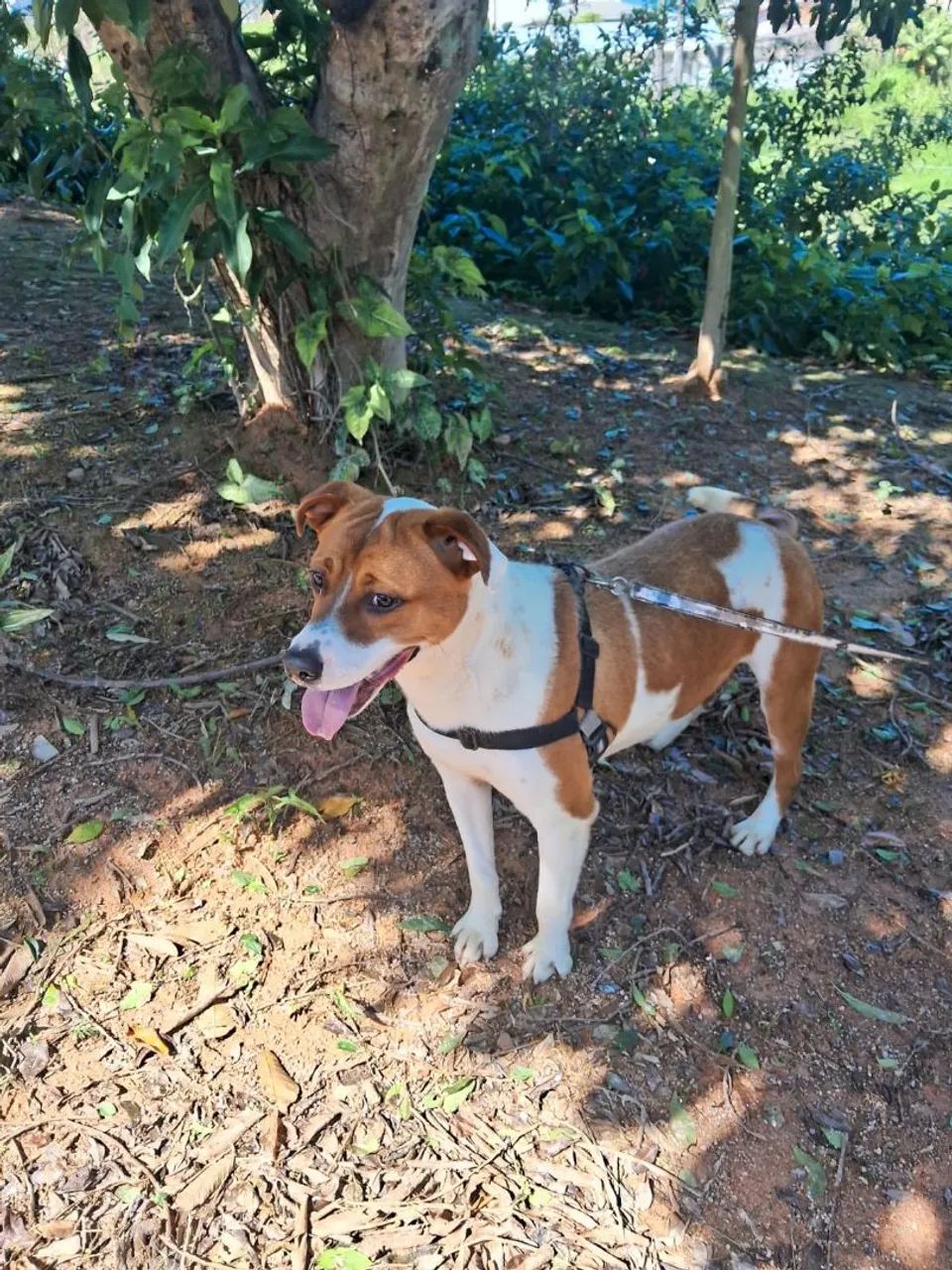 Amendoim lindo esperto ADOÇÃO !! - Foto 5