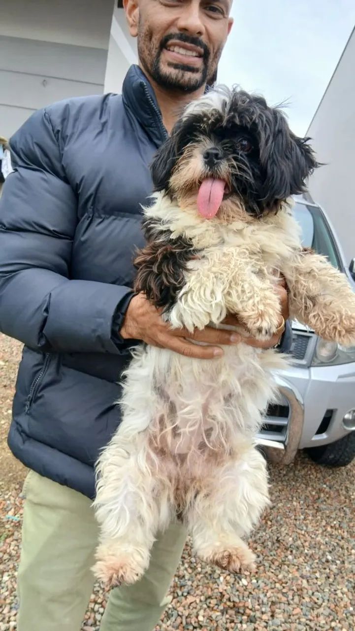 Cachorra shihtzu - Foto 2