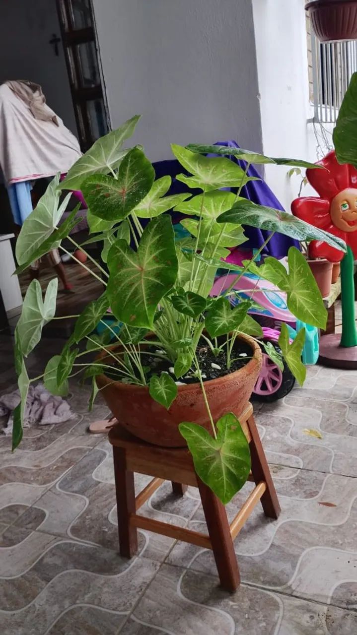 Planta CALÁDIO PROMOÇÃO DE :110,00 POR:70,00 - Foto 3