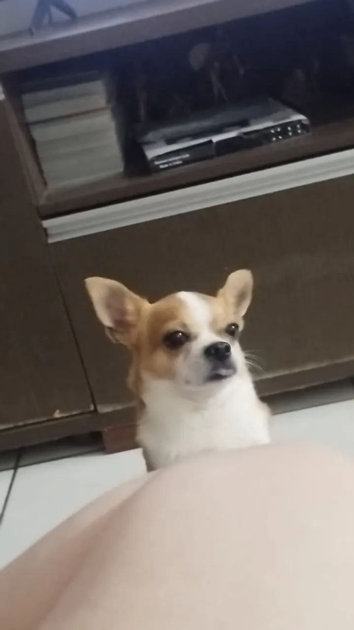 Chihuahua procura namorada - Foto 2
