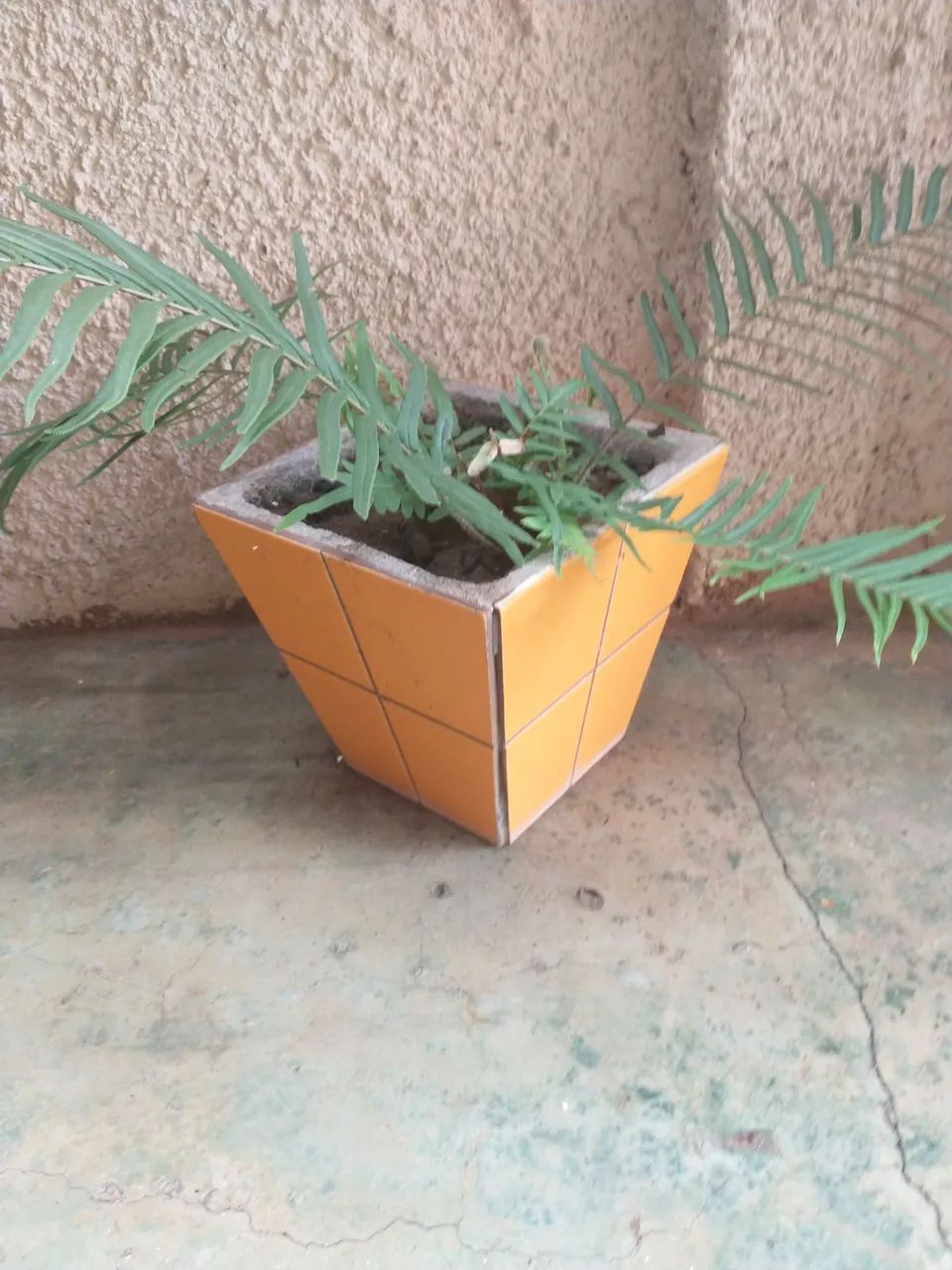 Vaso de cerâmica com planta samambaia. - Foto 2