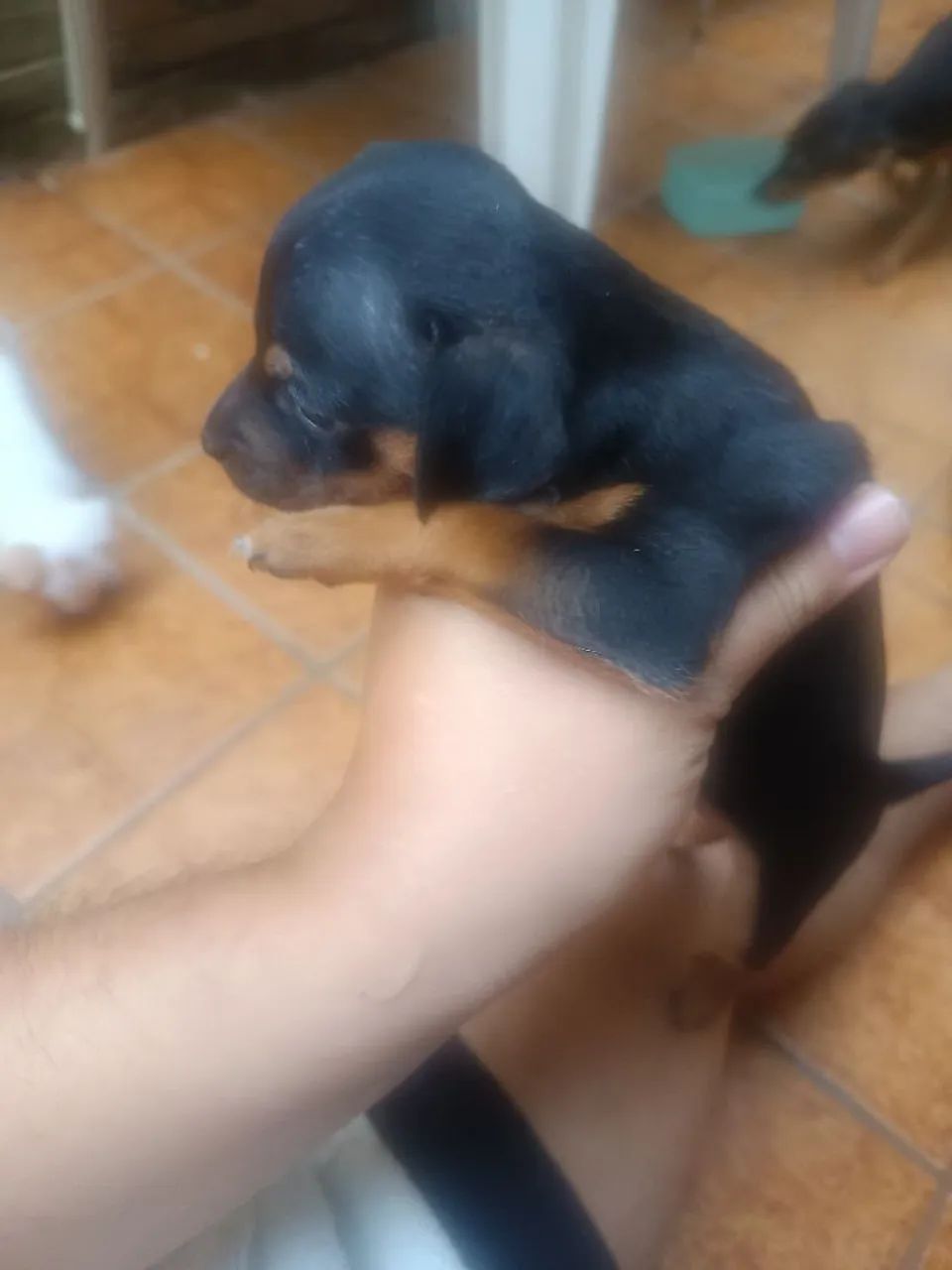 Cachorro pinscher número 01 - Foto 4