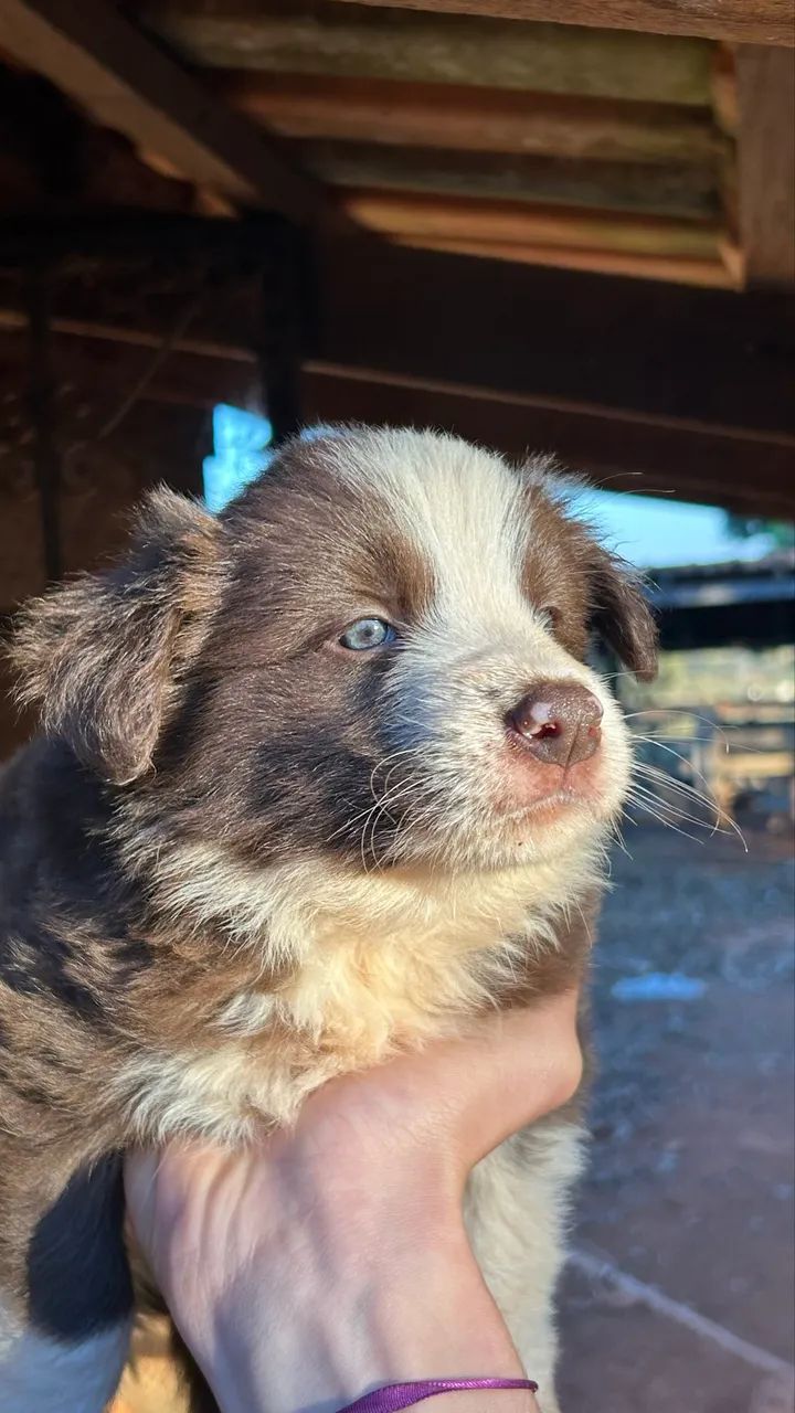 Boder collie  - Foto 2
