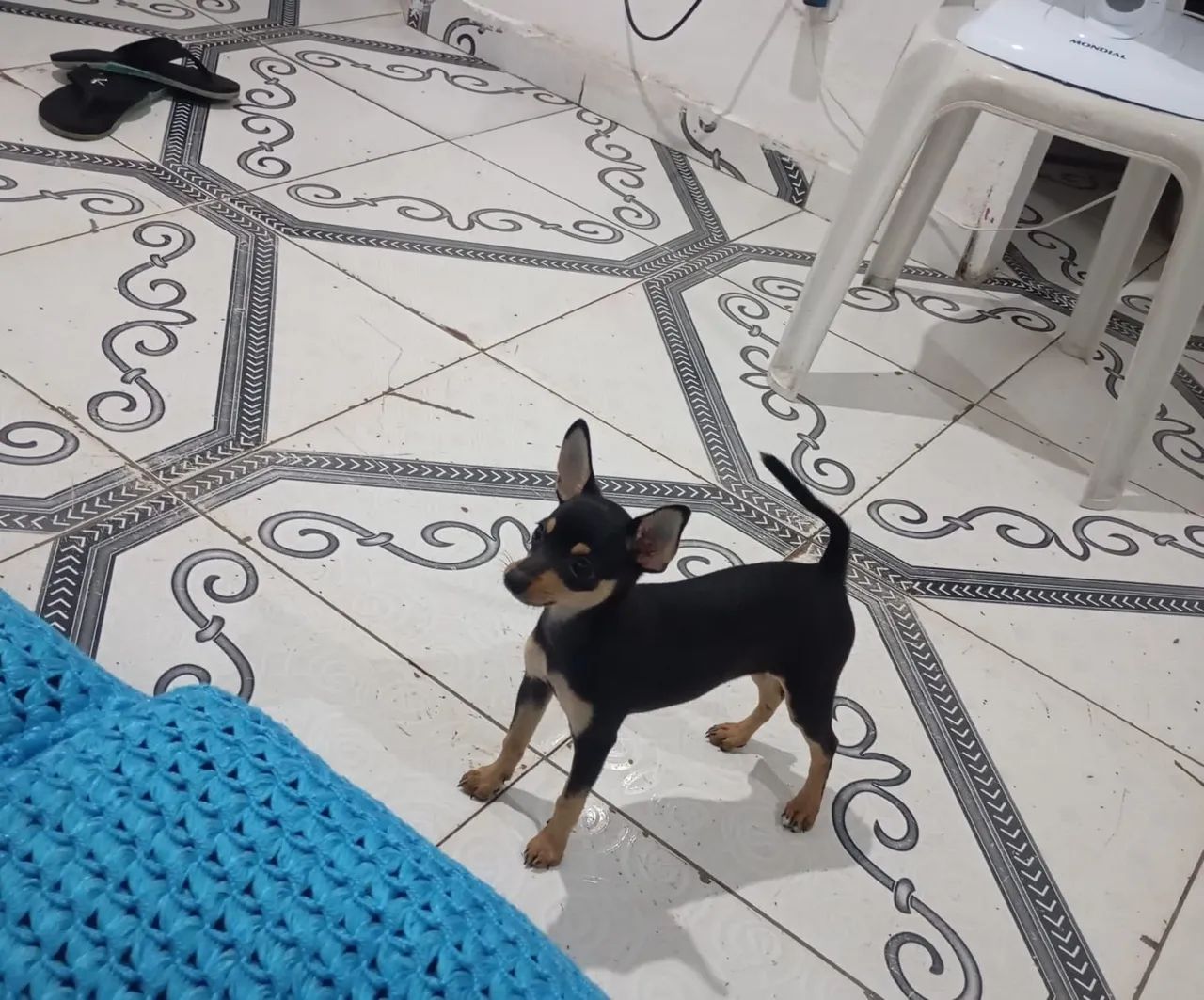 Pincher número 1