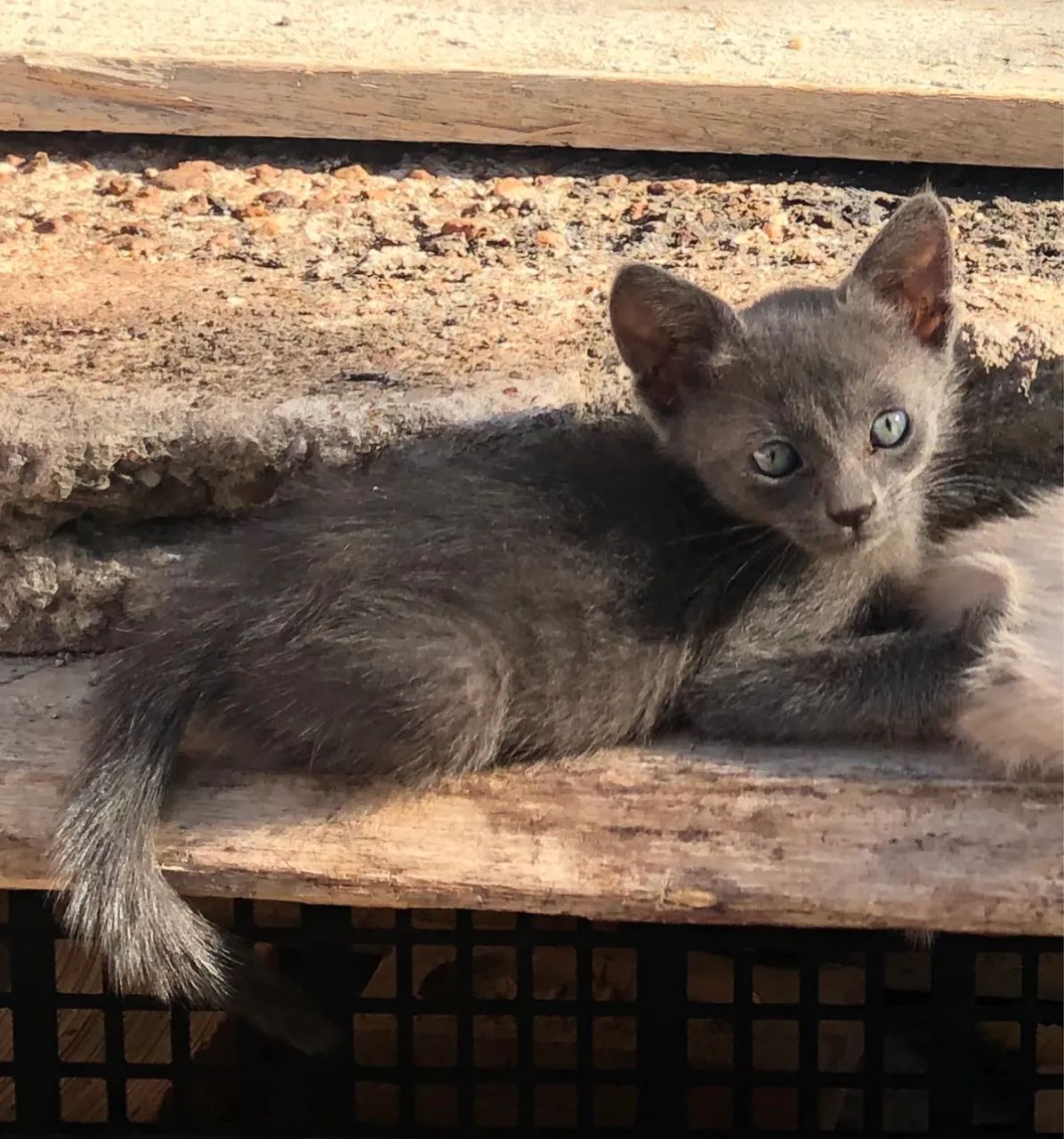 Gatinhas (FÊMEAS) - Foto 2
