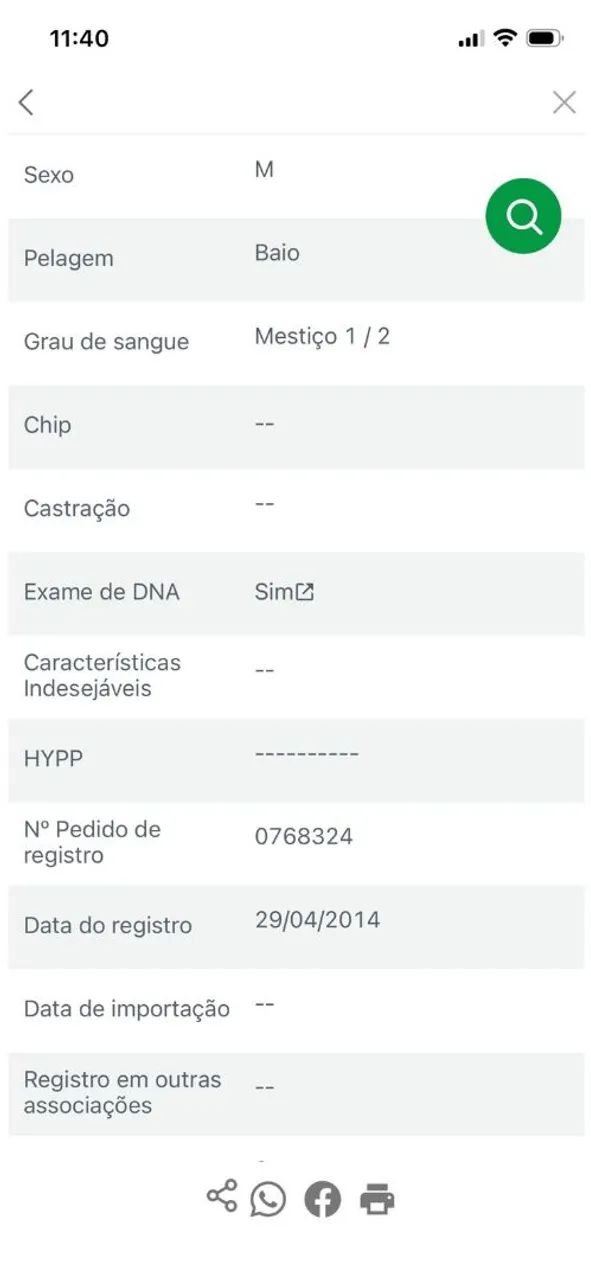 Cavalo Baio - Foto 5