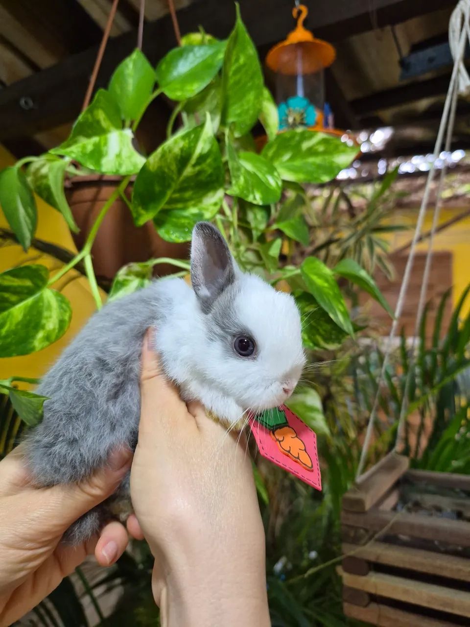 Netherland dwarf macho - Foto 4