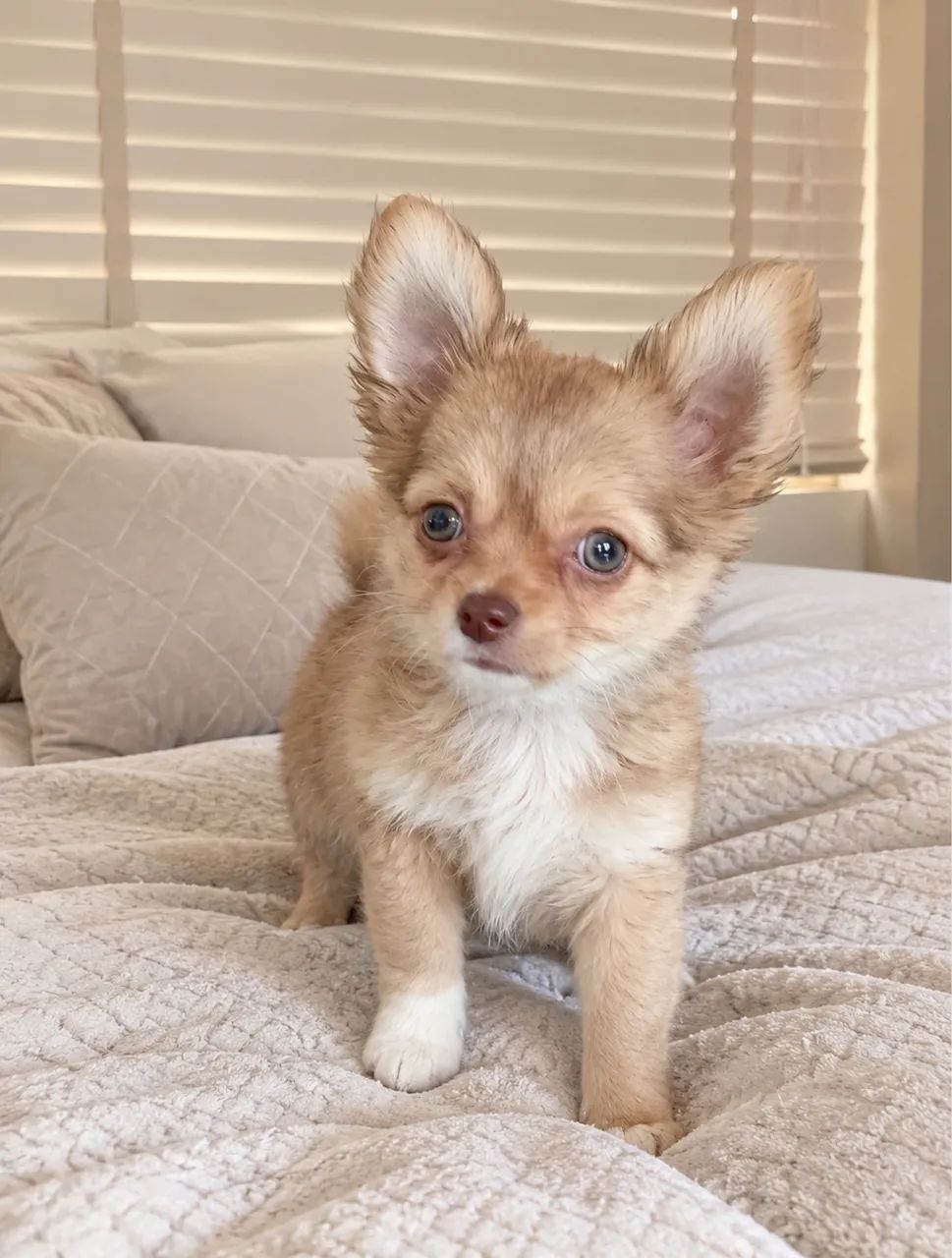 Chihuahua macho com pedigree 