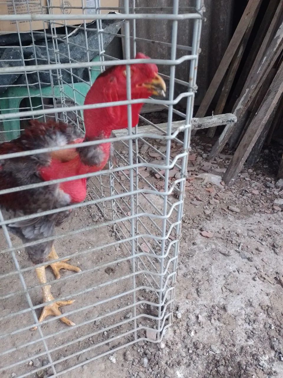 Polaco gigante  - Foto 2