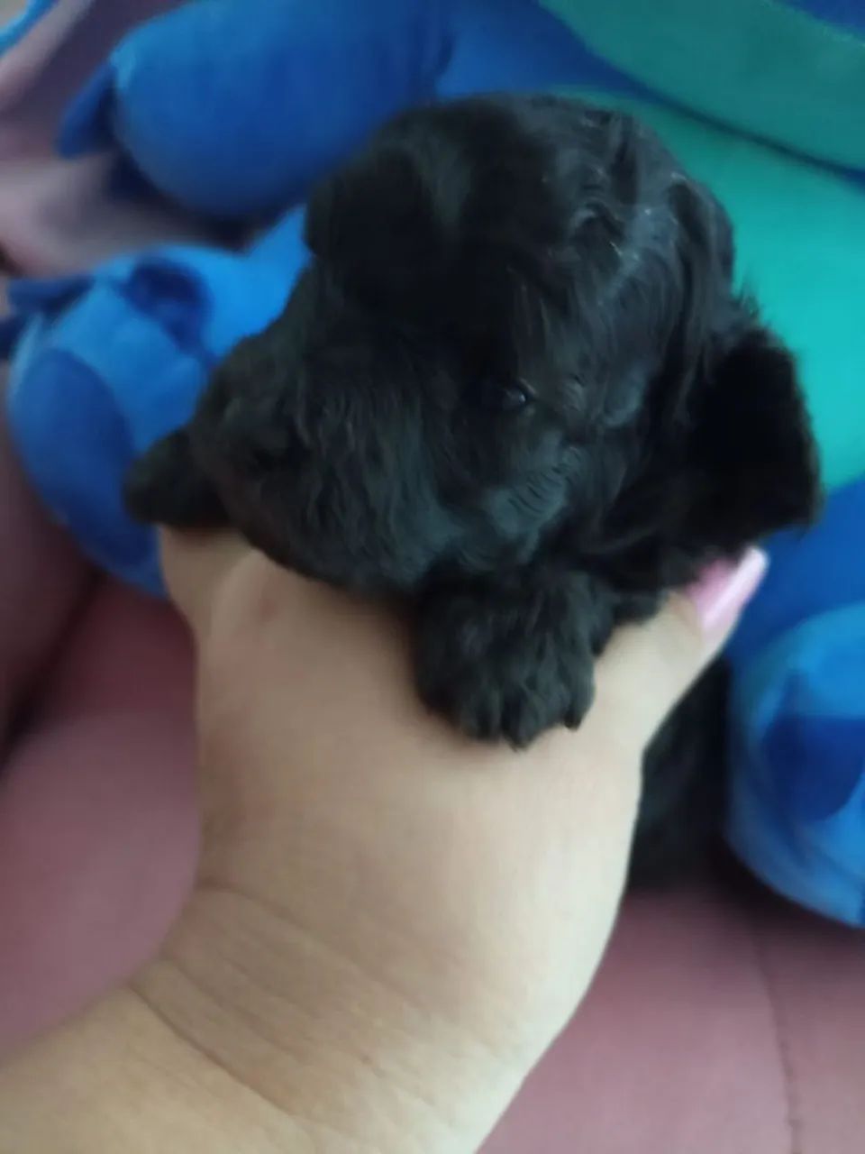 Poodle fêmea  - Foto 2