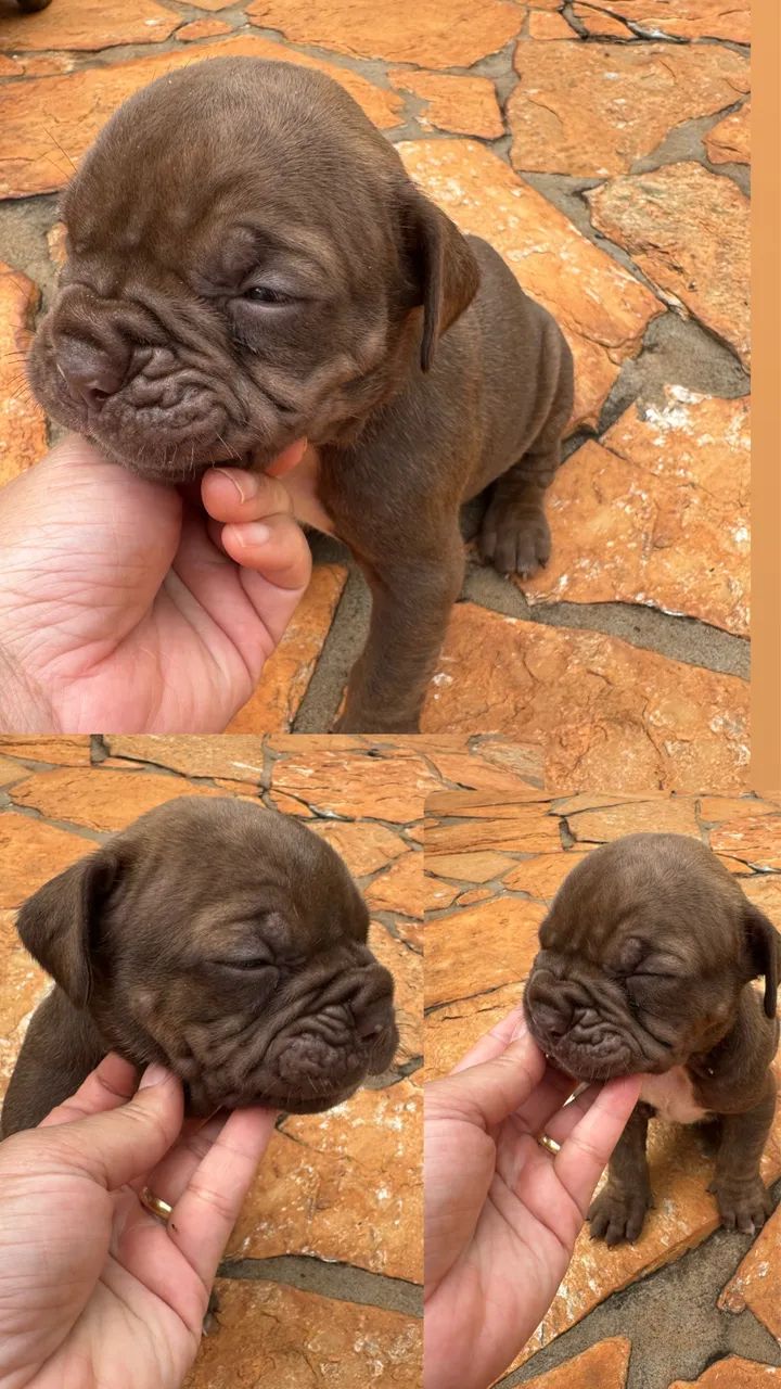 Buldogue campeiro  - Foto 5
