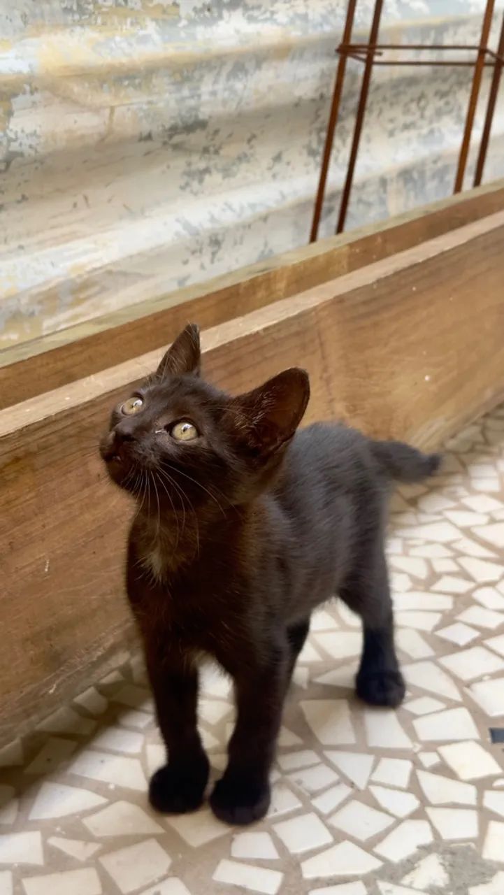 Adoção  - Foto 2