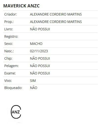 Potro Mangalarga Marchador - Foto 3