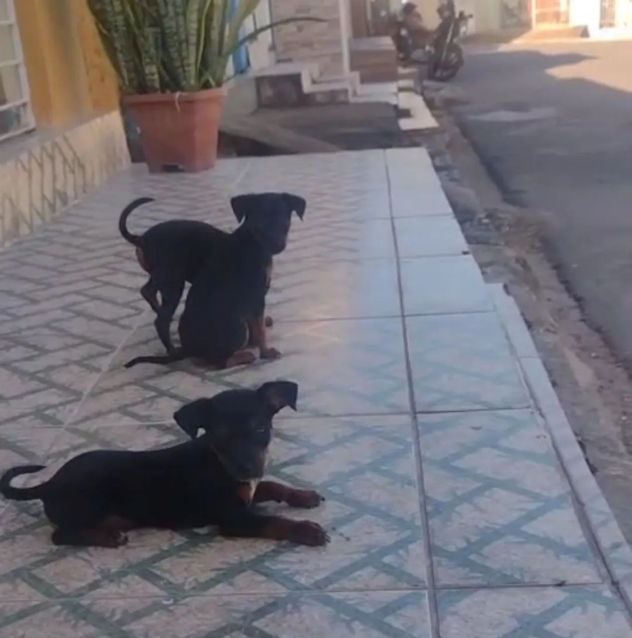 Pinscher - Foto 2