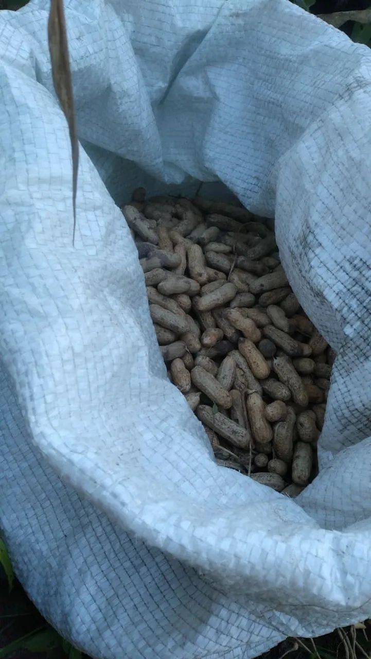 Amendoim