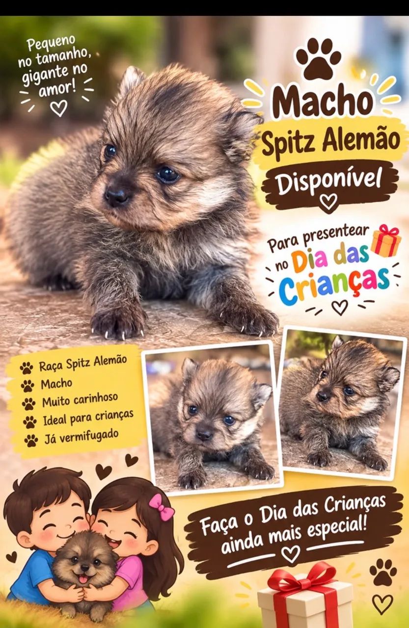 Filhote sptiz alemão - Foto 3