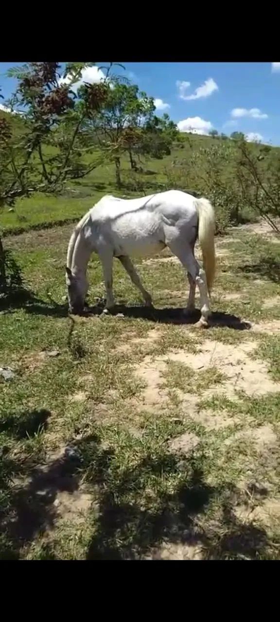 Vendo uo troco cavalo - Foto 2