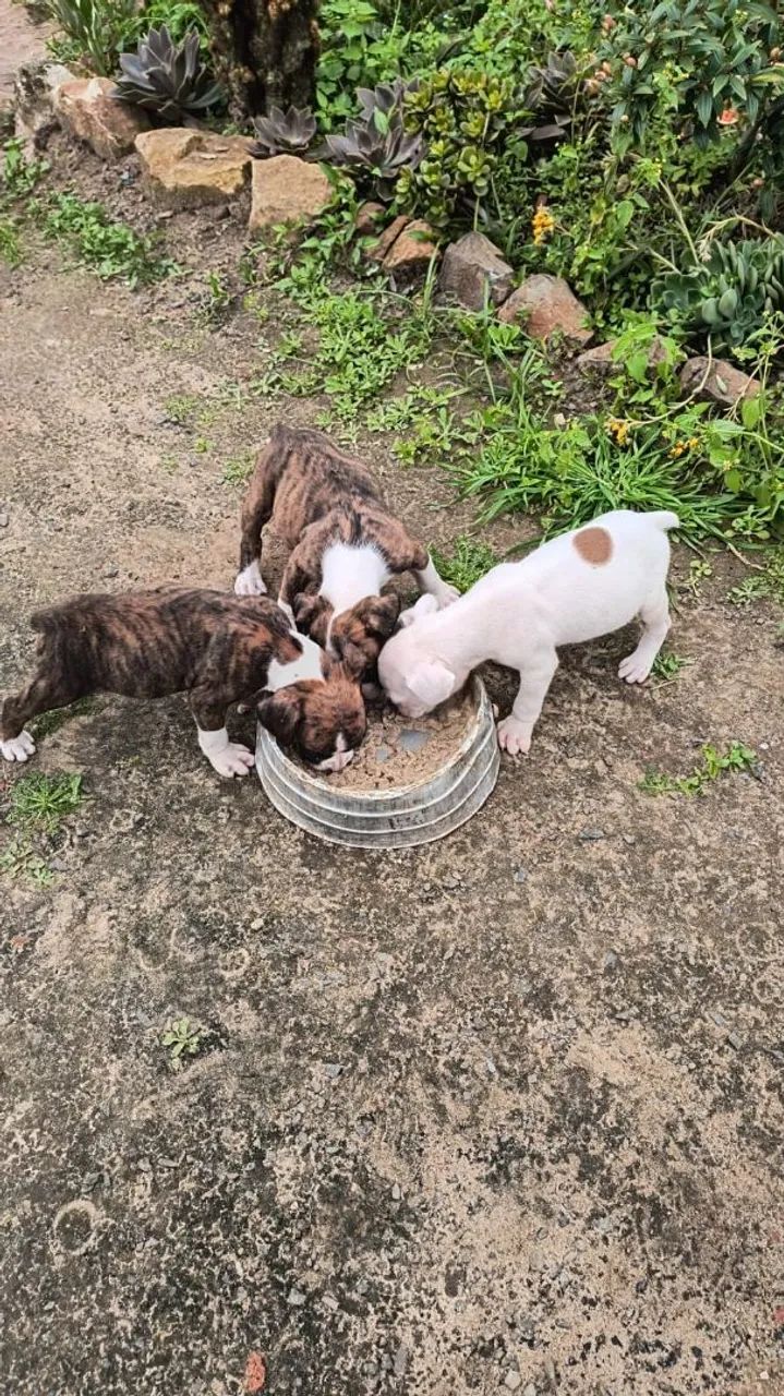 Filhotes de boxer puro - Foto 4