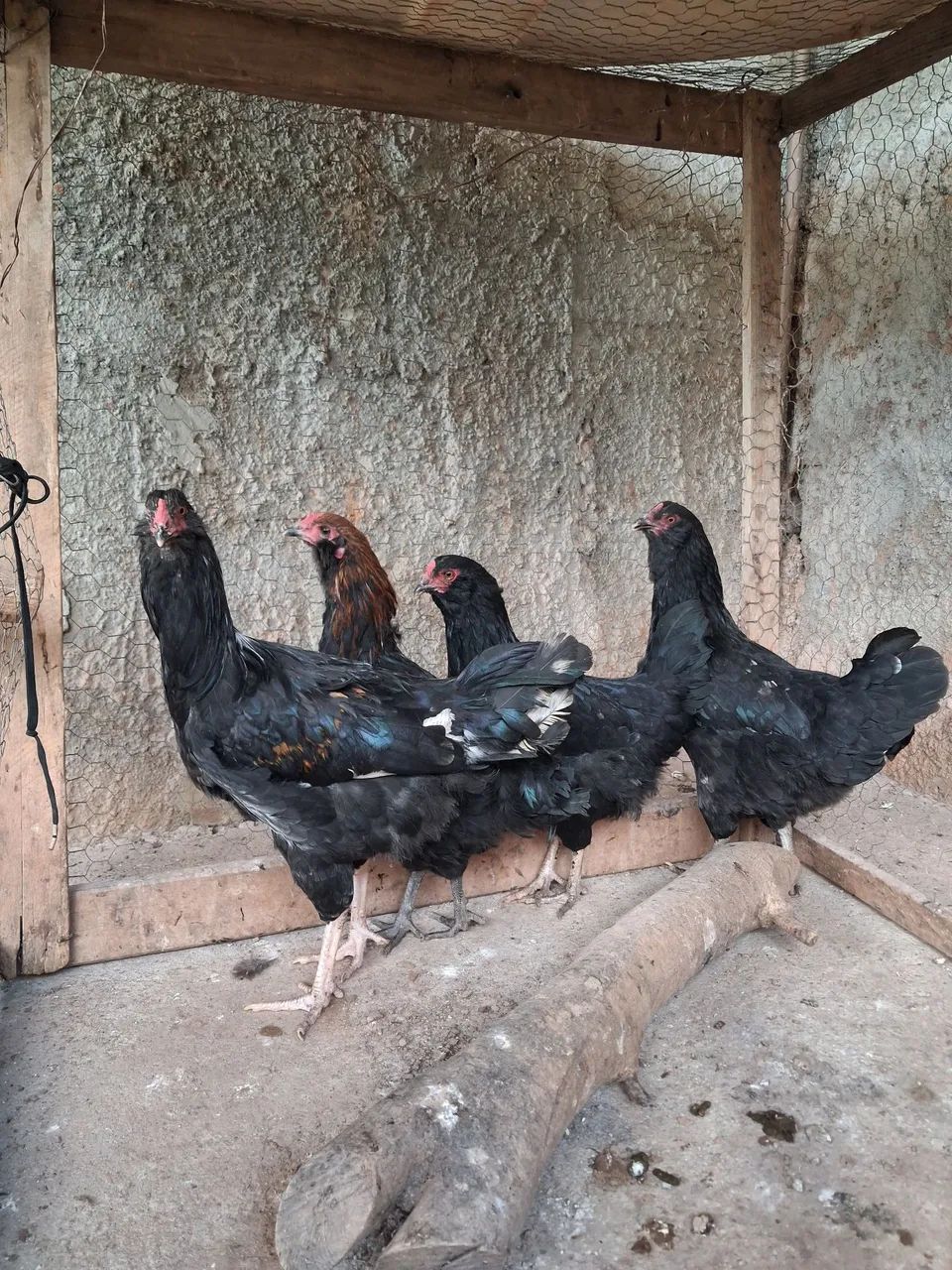 Lindas aves cruzamento de Ameraucana com Marans! 