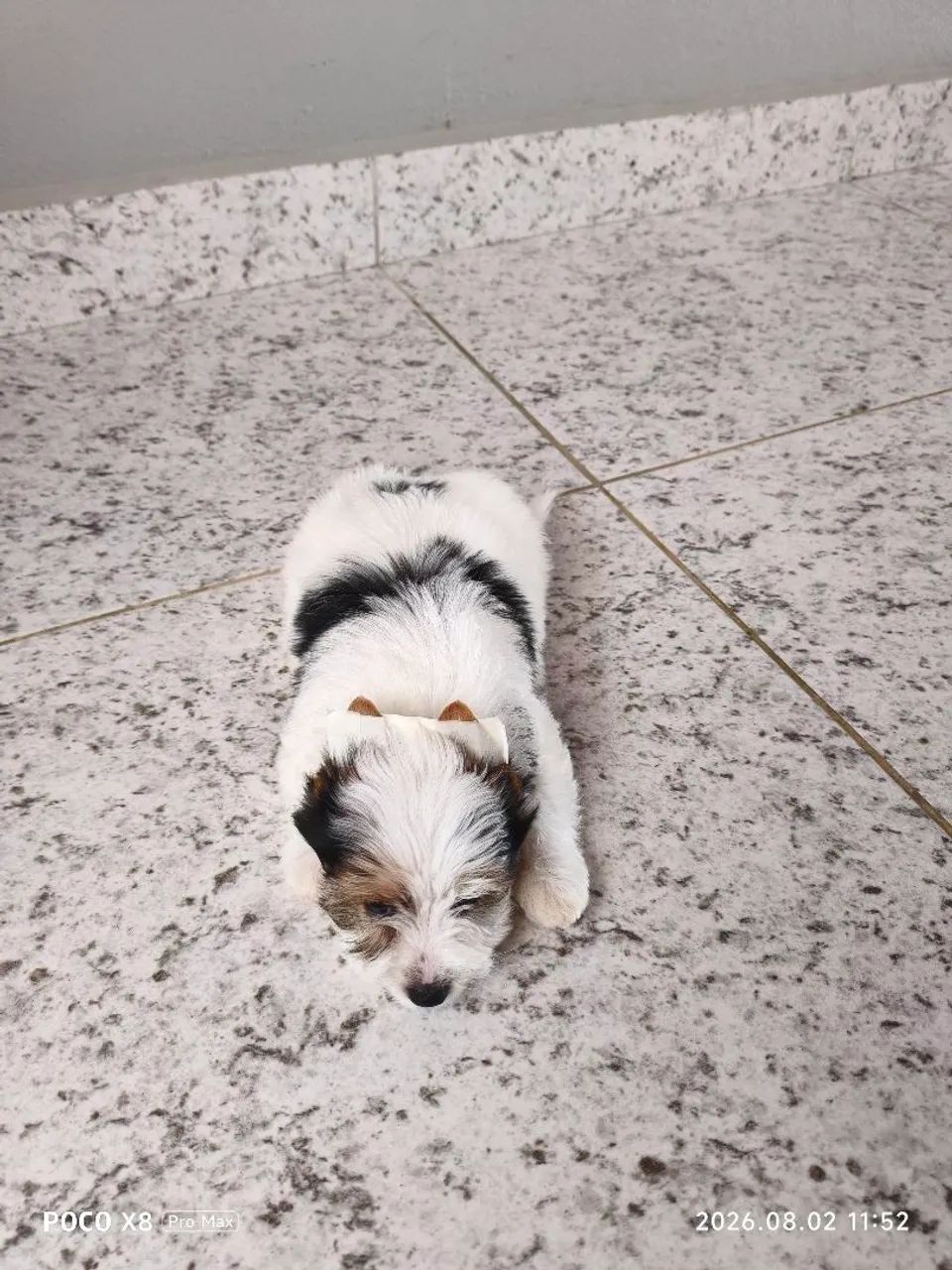 Yorkshire Biewer Terrier Machinho - Foto 5