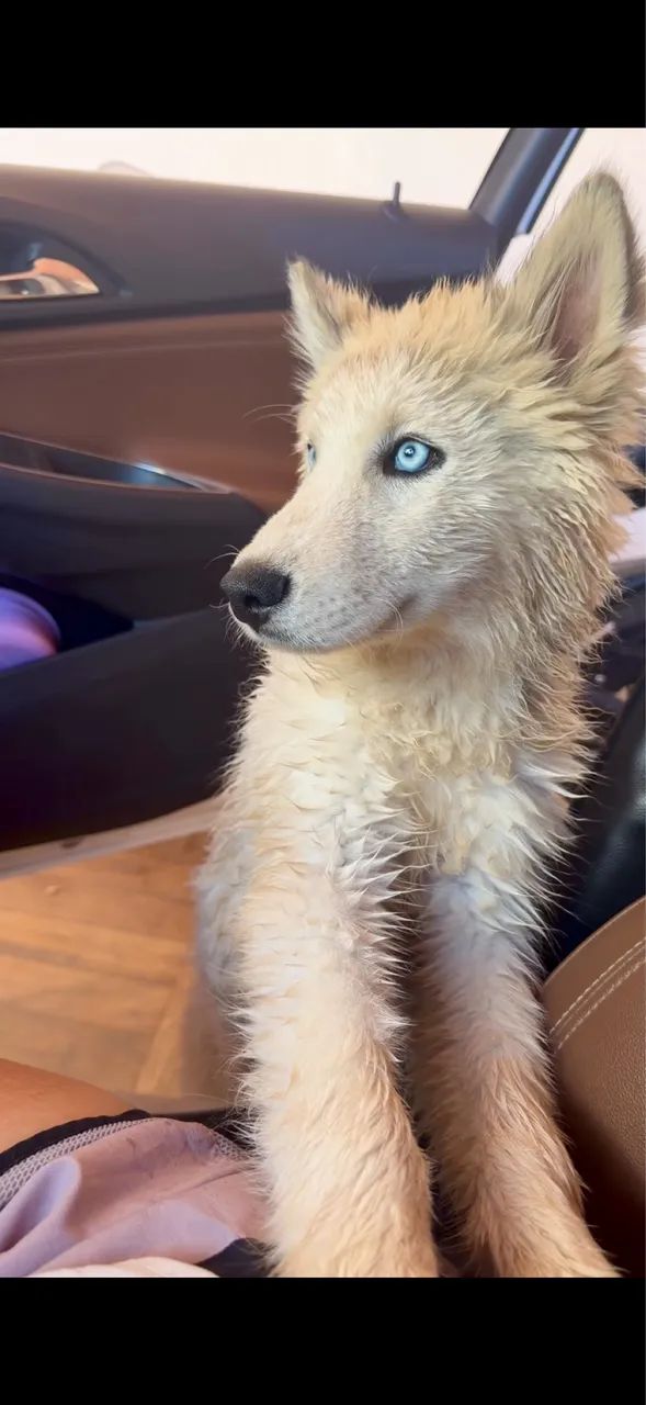 Husky siberiano macho