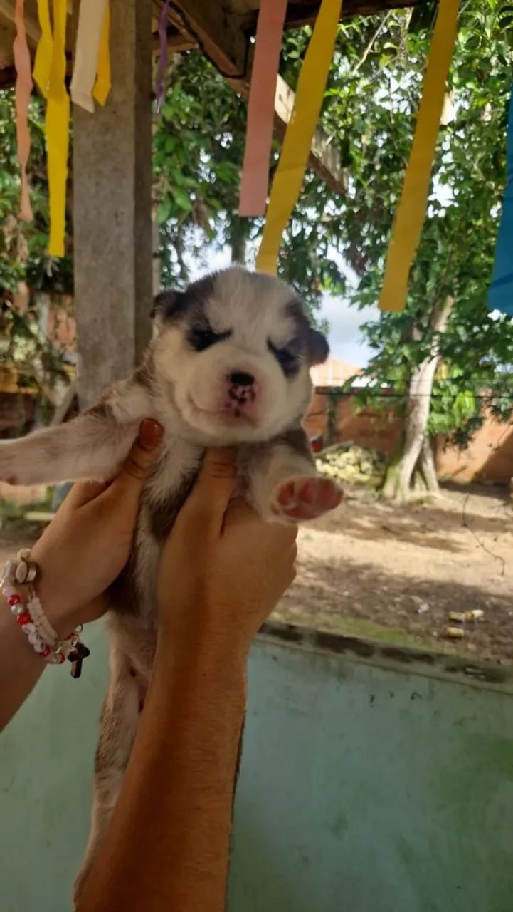 Filhotes de Husky Siberiano  - Foto 3