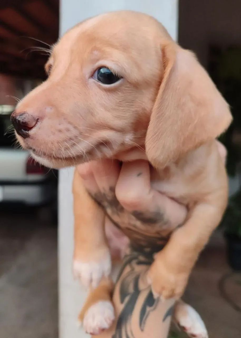 Filhotes de dachshund "salsicha"