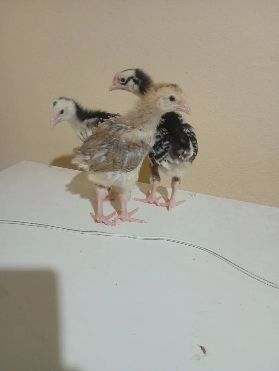 Pintinhos e frangos gsb balão disponível  - Foto 3