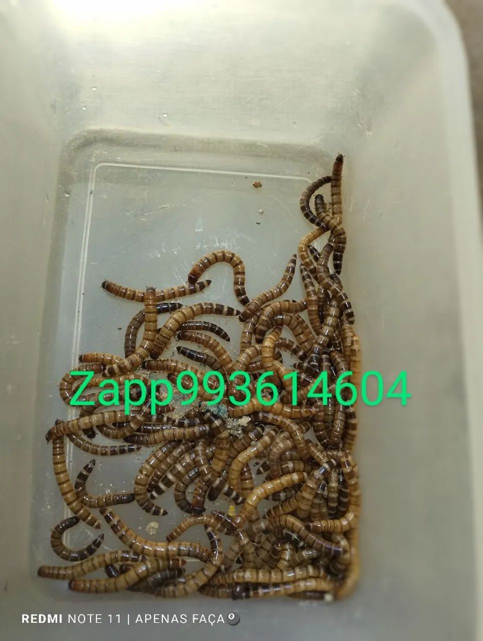 Tenébrio pescaria - Foto 2