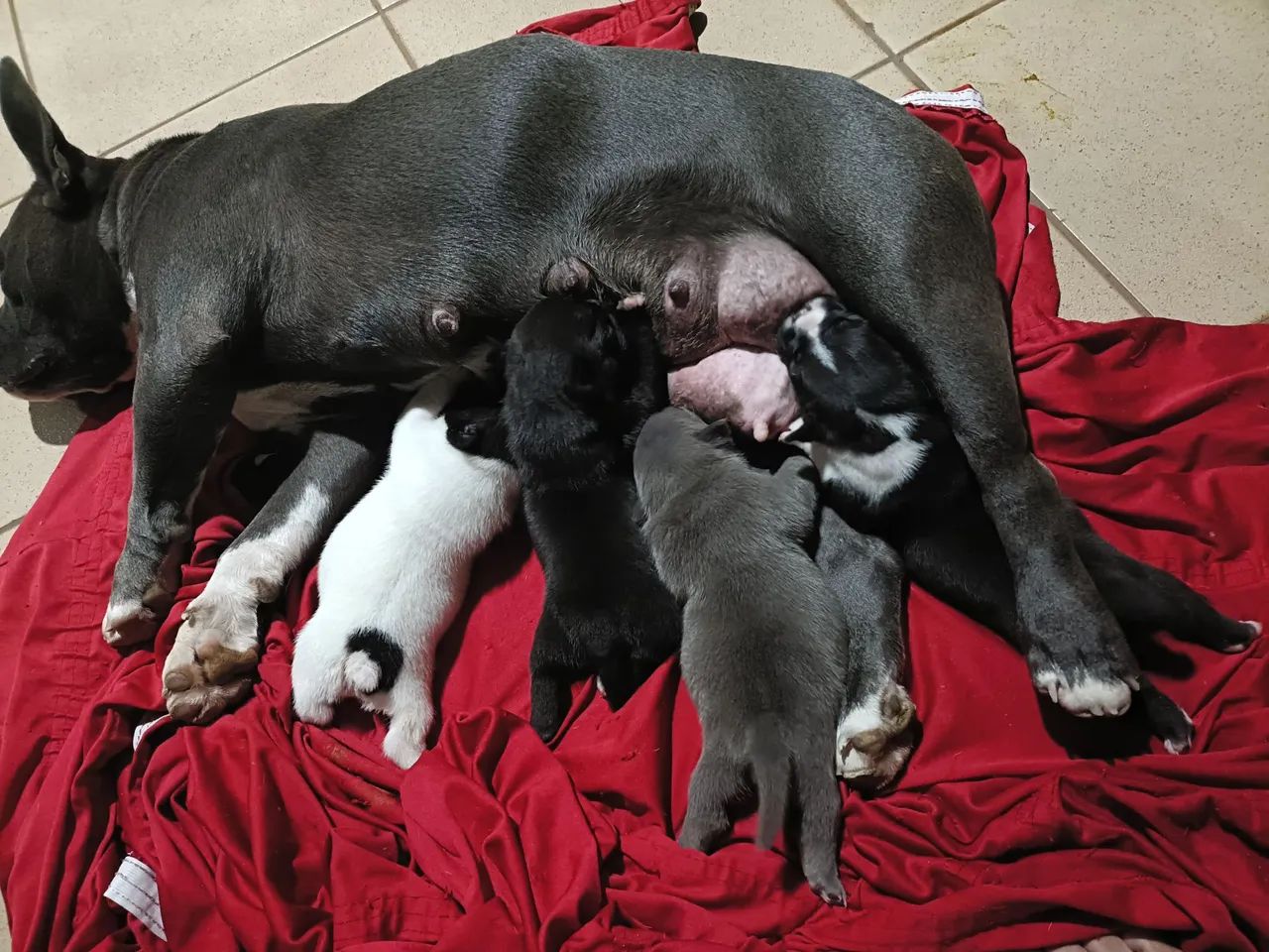 American bully