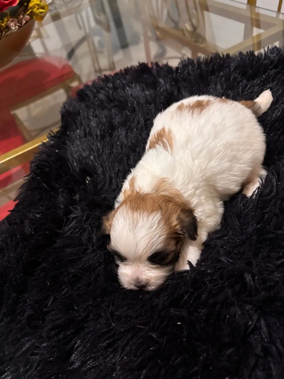 Linda Lhasa APSO 