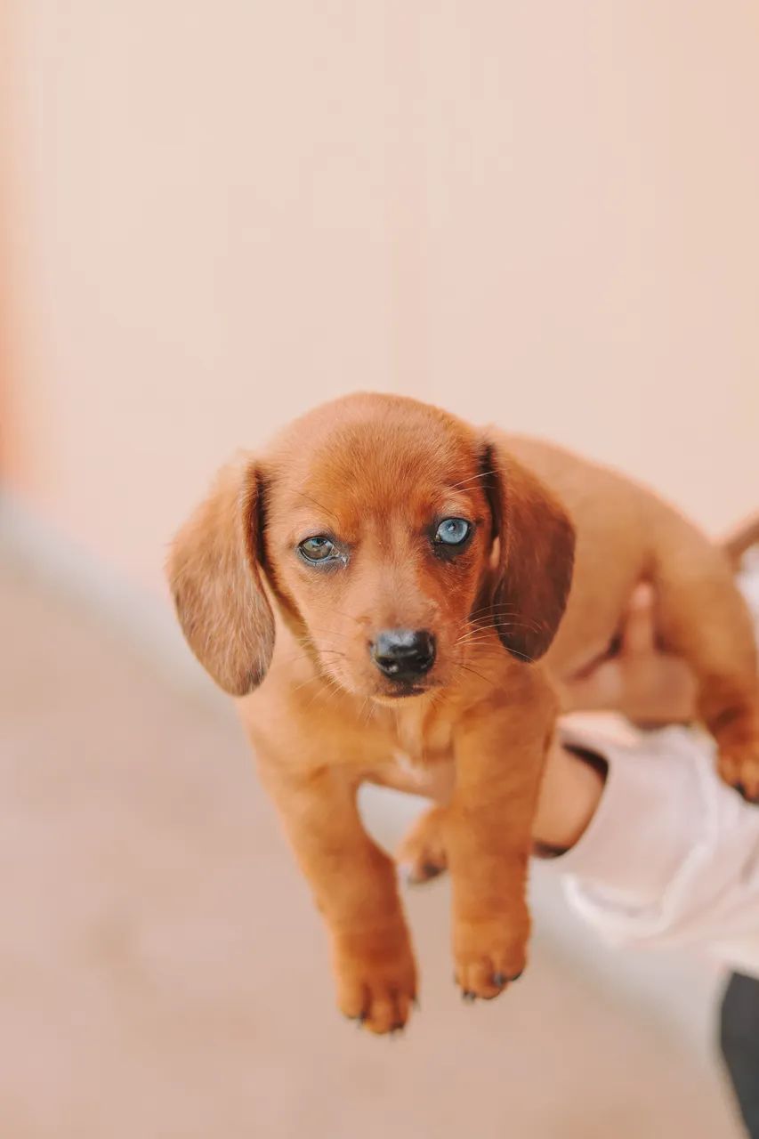 Dachshund 