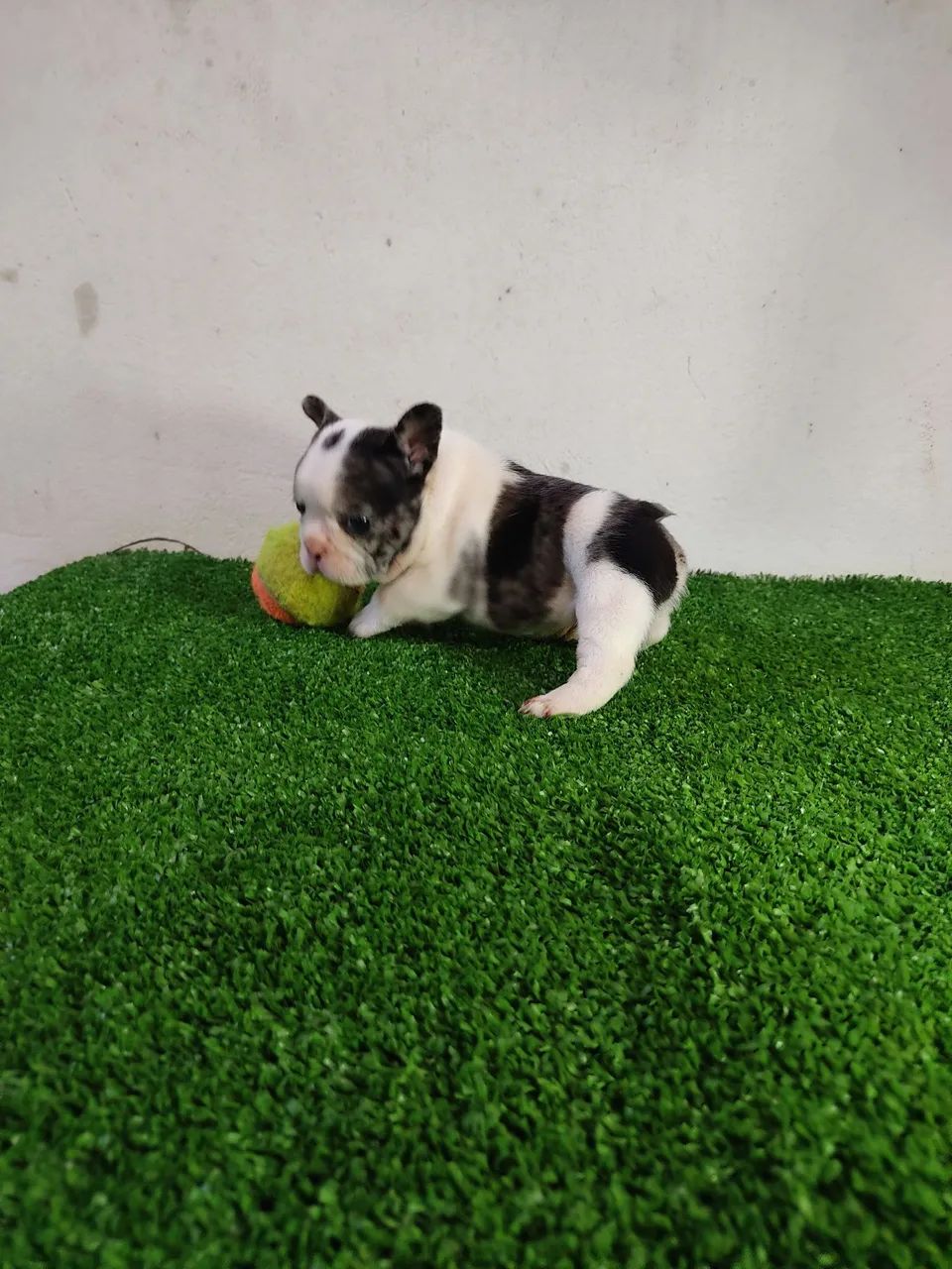 Budog francês Macho 