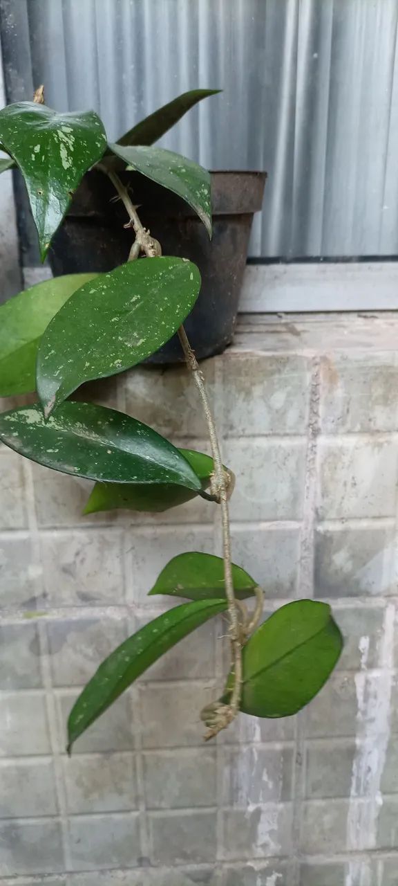 Muda de flor de cera - Foto 2