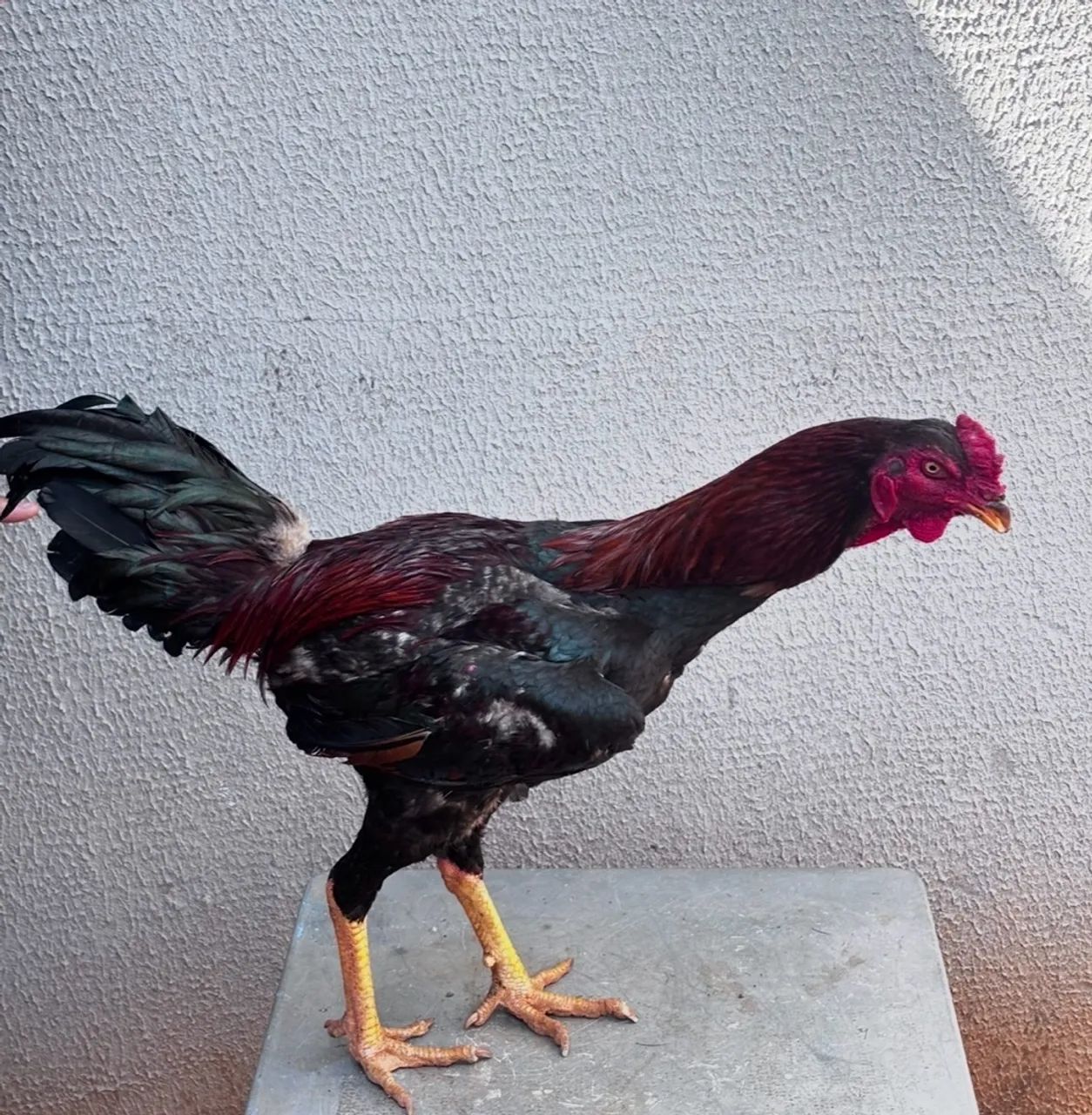 Galo índio ( Frango) - Foto 2