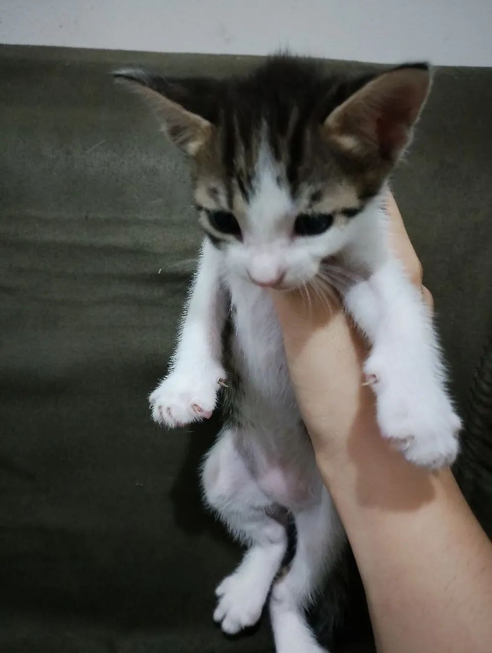 *DOA-SE 5 GATINHOS COM 32 DIAS NO SÃO JORGE * - Foto 6