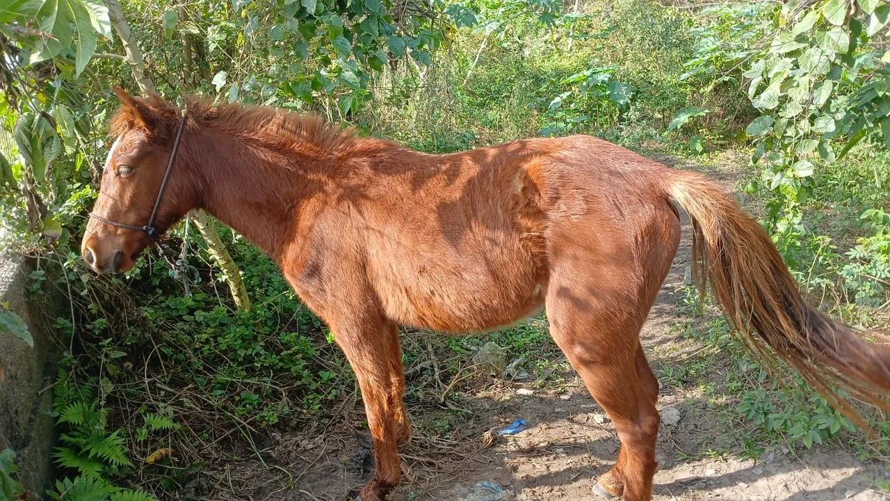 Vendo ou troco por outro - Foto 3
