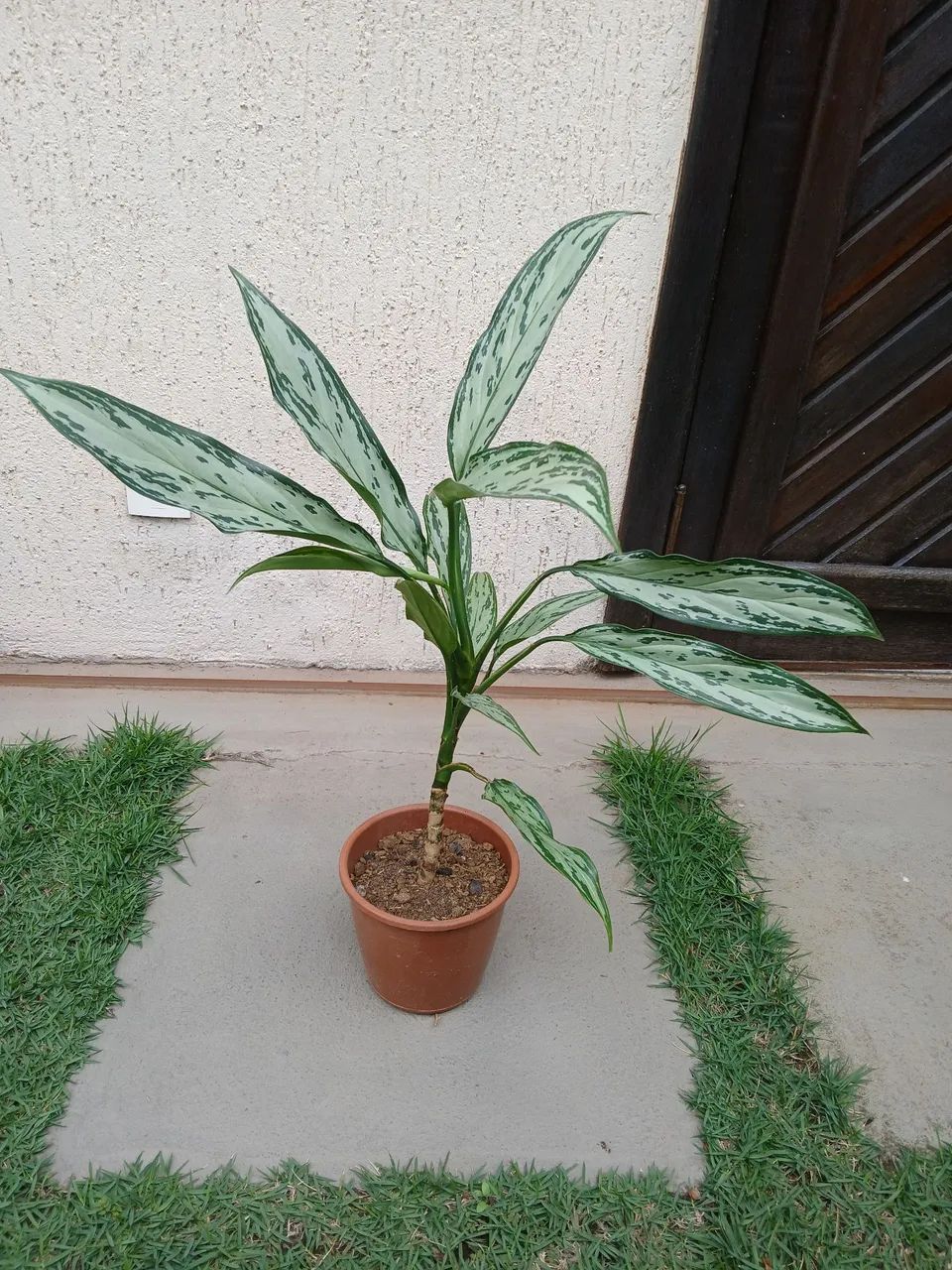 Aglaonema.  - Foto 3