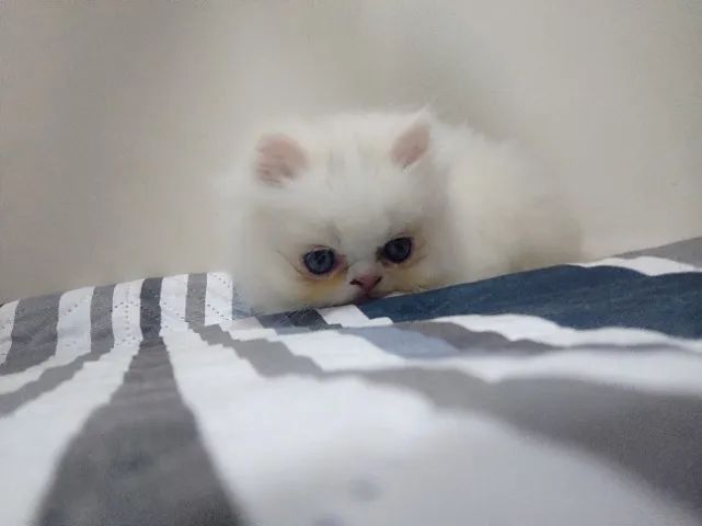 Gatos Persas Machos - Foto 3