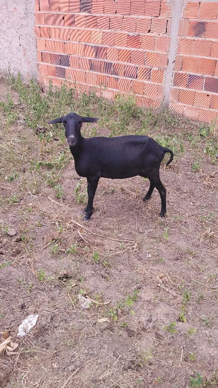 Ovelha  - Foto 2