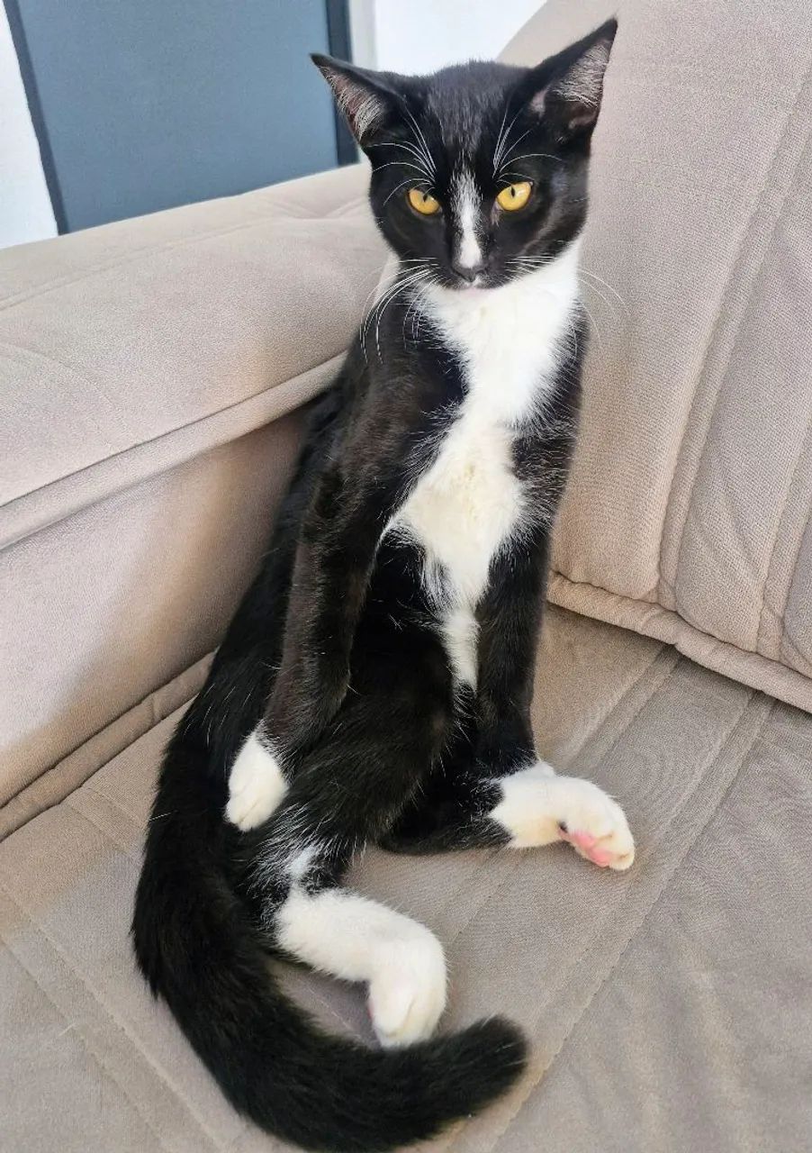 Gato macho 6 meses