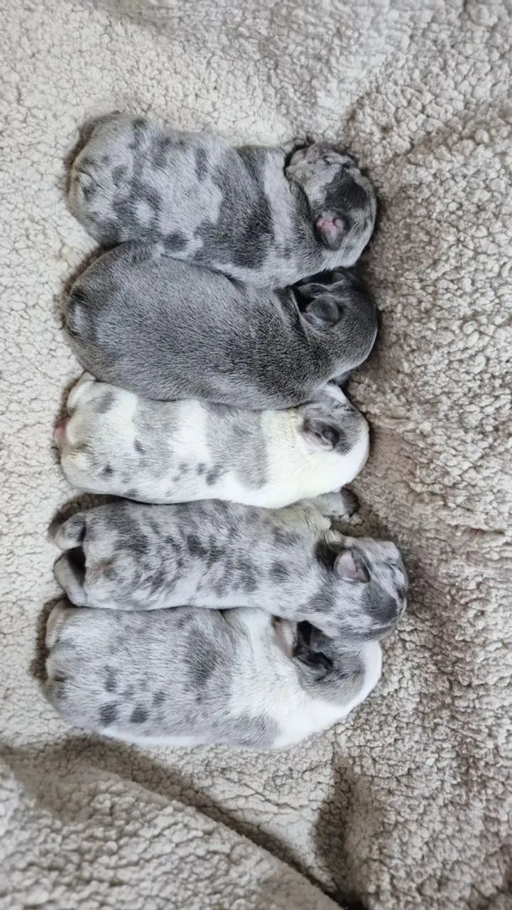 Bulldog frances  - Foto 2